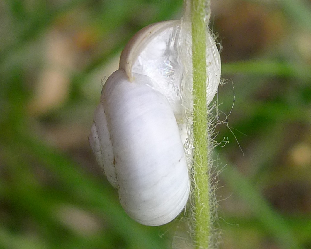 Cernuella o...( X.obvia & C.unifasciata)