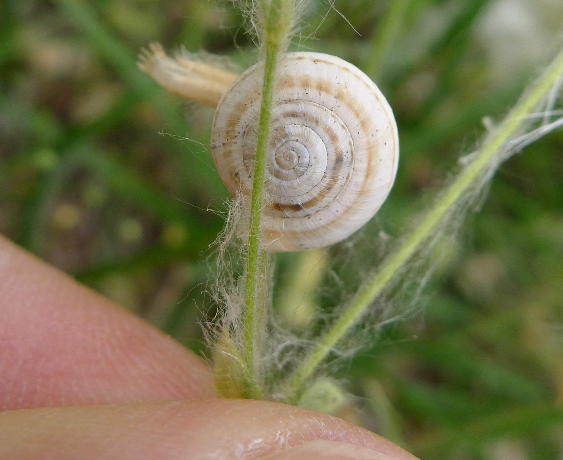 Cernuella o...( X.obvia & C.unifasciata)