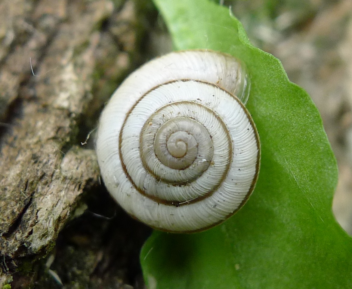 Cernuella o...( X.obvia & C.unifasciata)