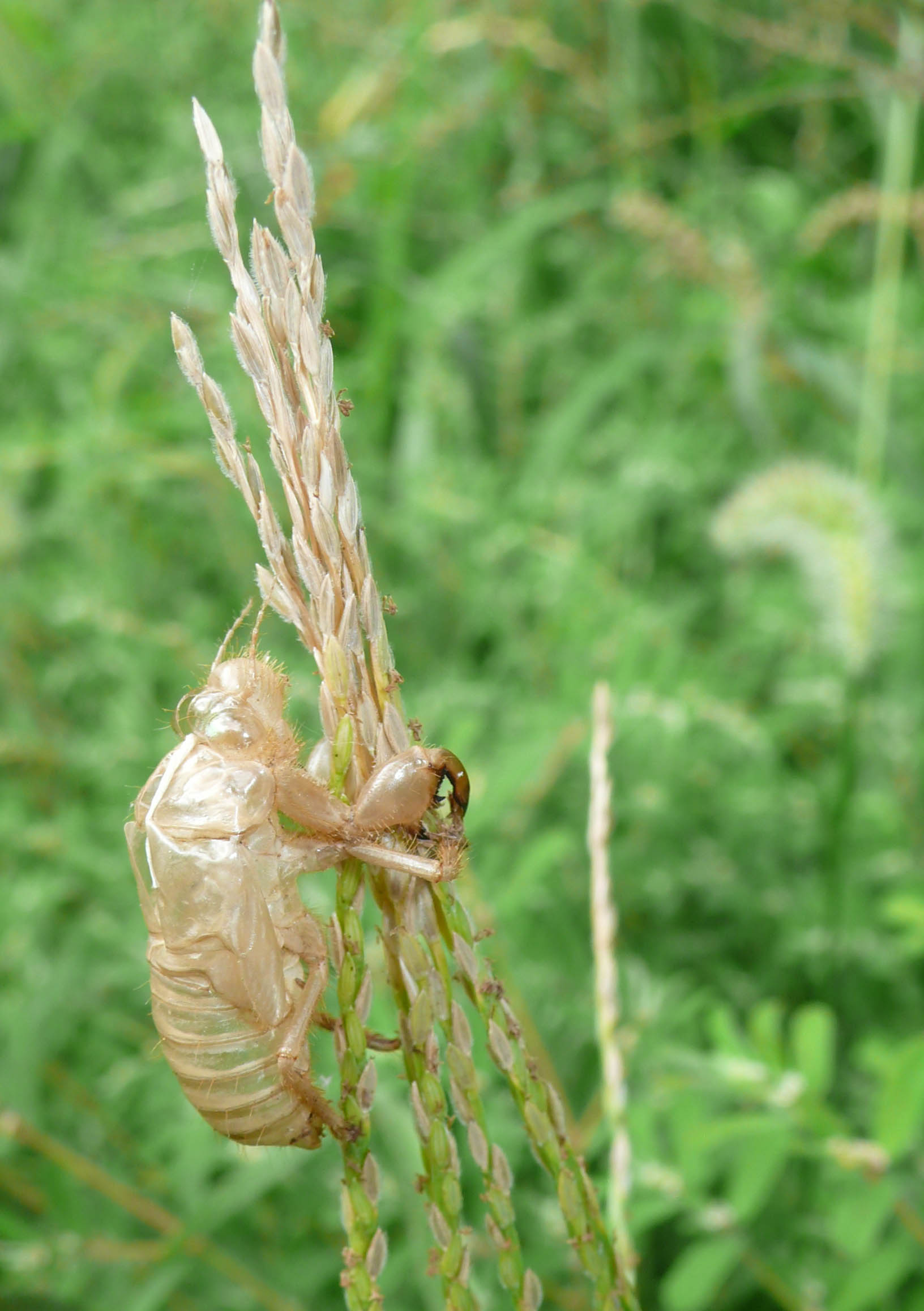 Esuvie in giardino - Cicada orni