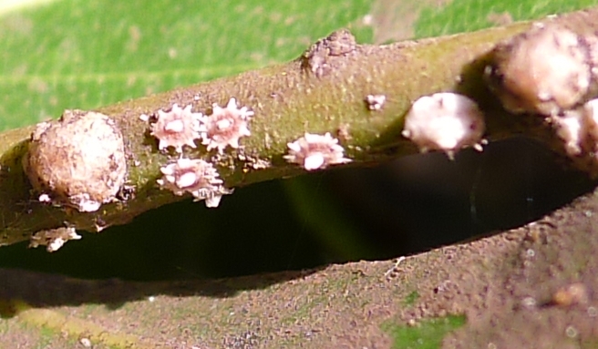 Cocciniglie