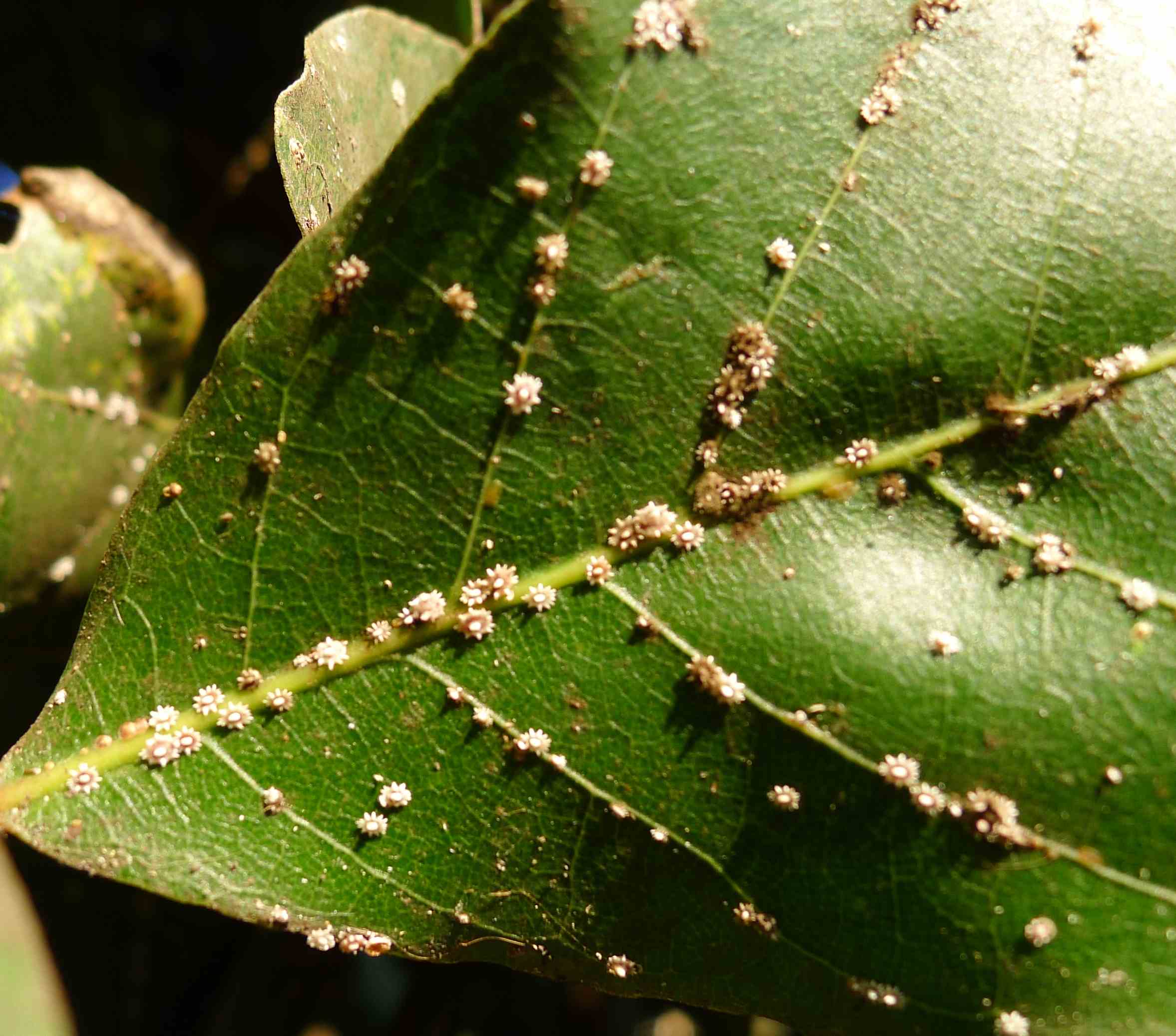 Cocciniglie