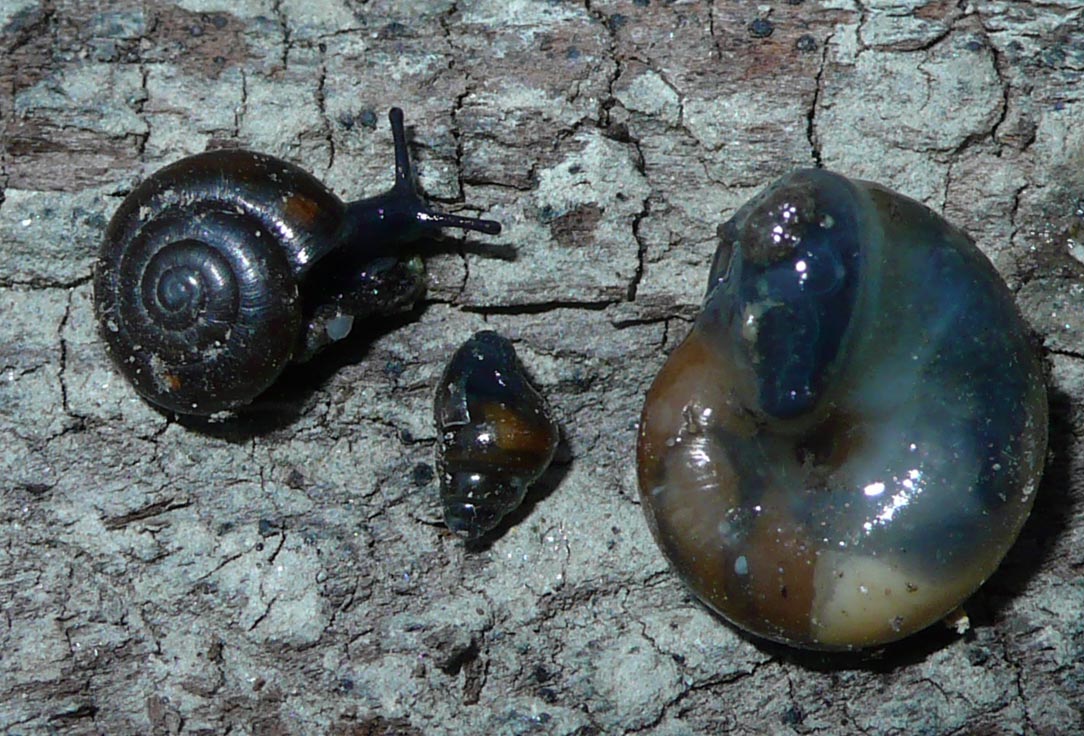 Piccoletta da identificare