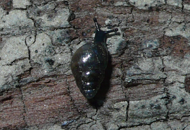 Piccoletta da identificare