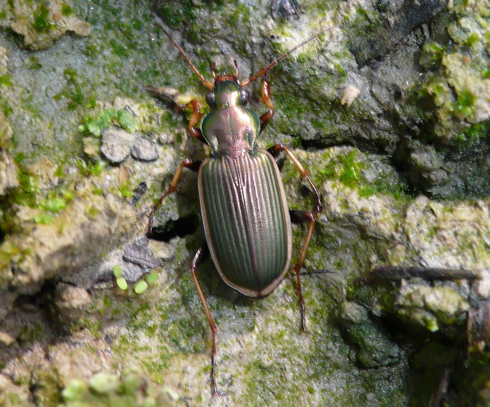 Carabide sfuocato: Chlaenius spoliatus