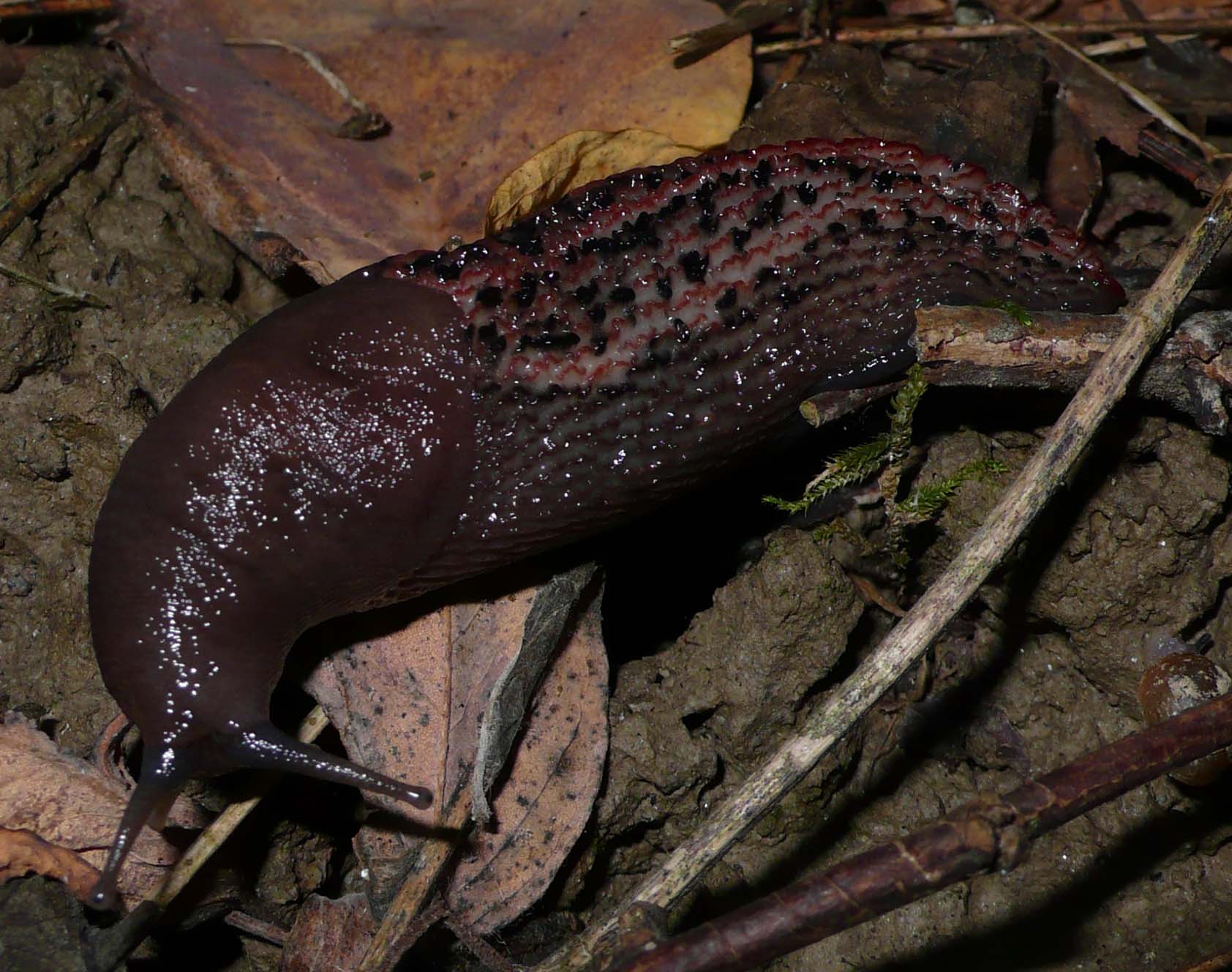 Limax dacampi da Cremona