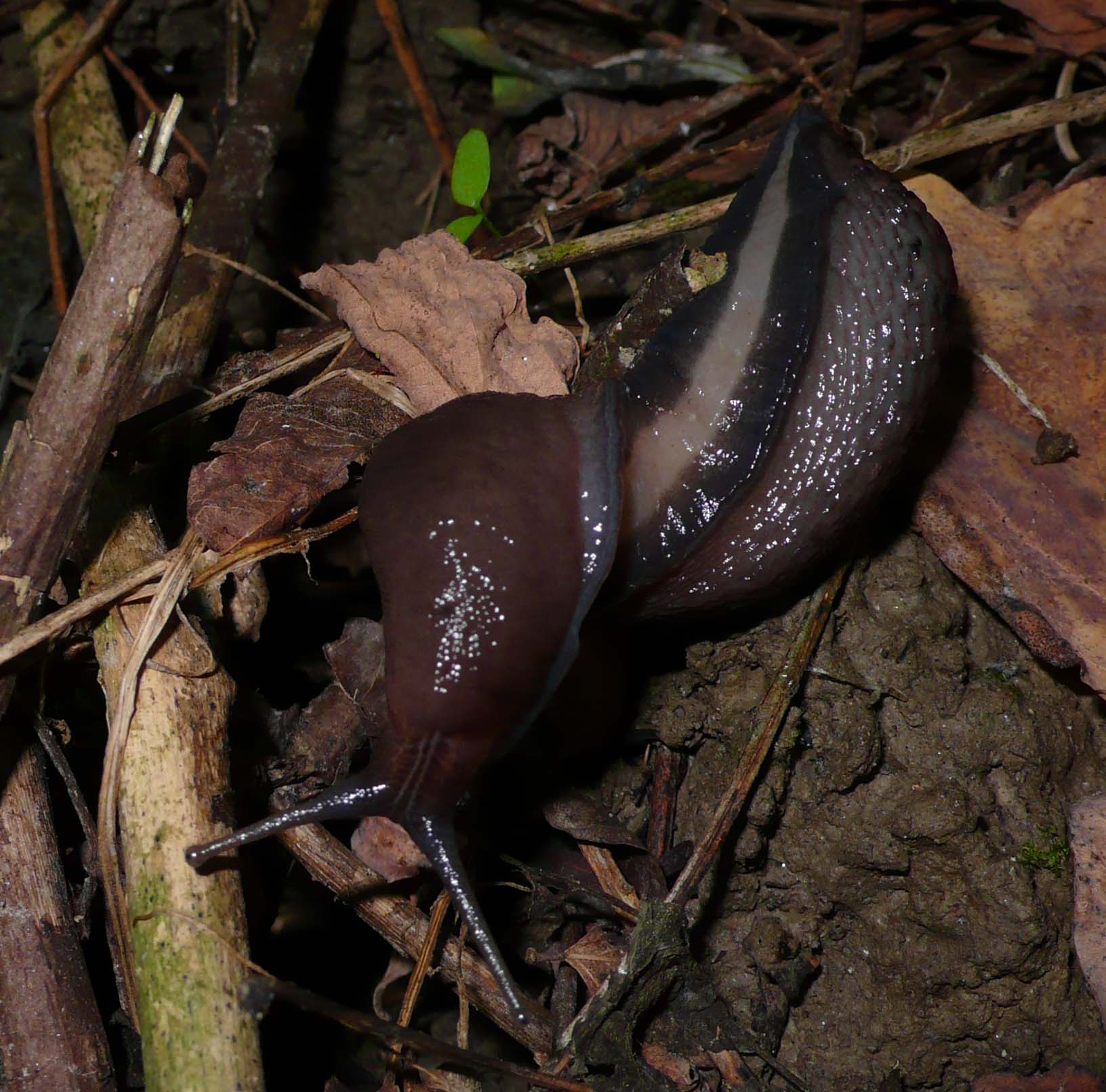 Limax dacampi da Cremona