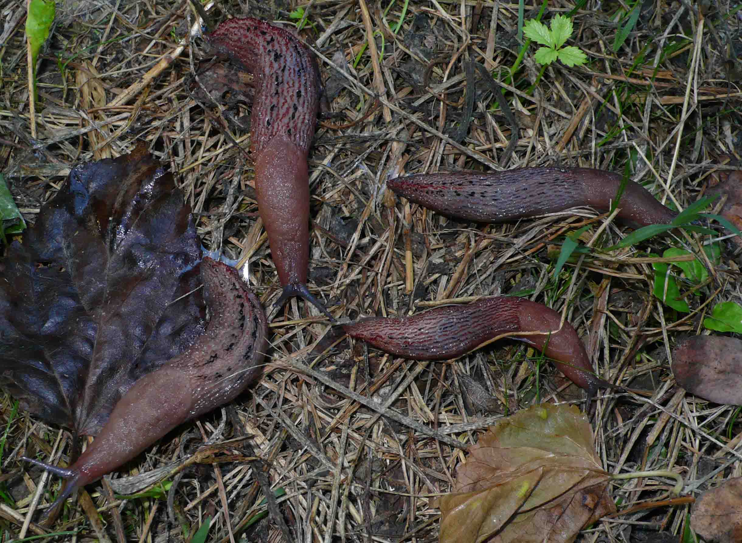 Limax dacampi da Cremona