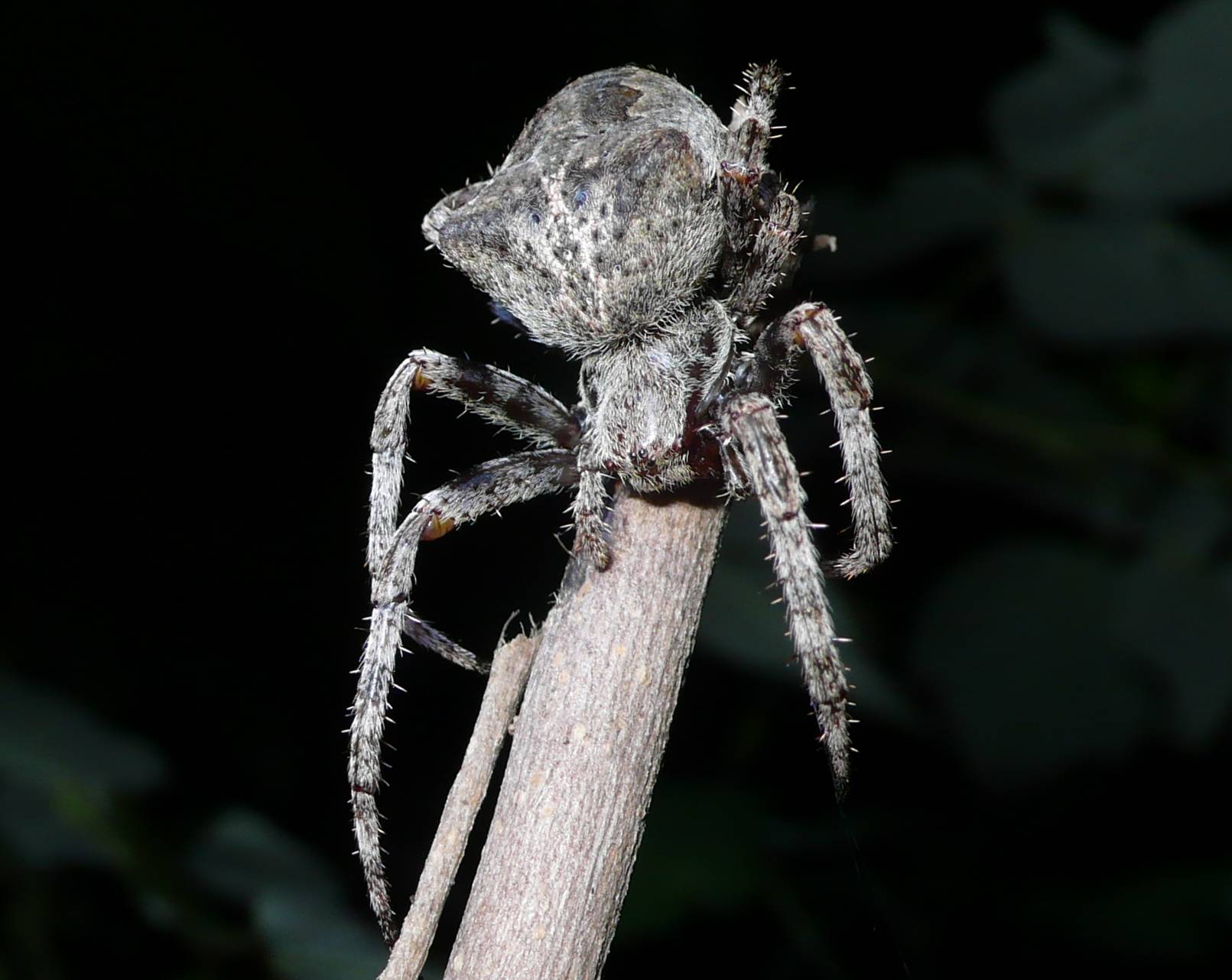 Araneus sp.