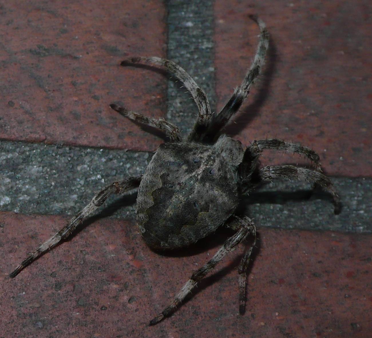 Araneus sp.
