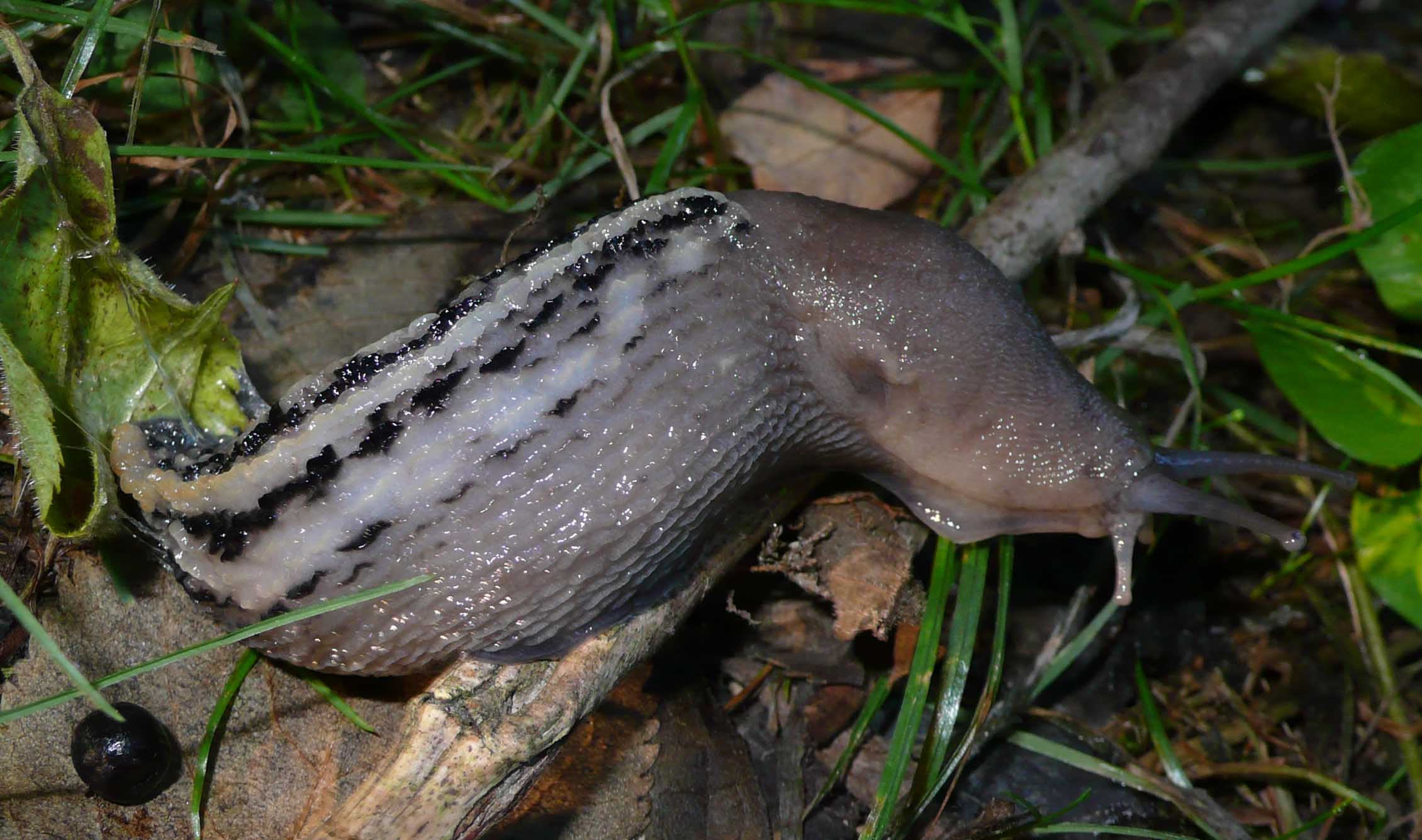 Limax aldrovandi Moquin-Tandon 1855 da Cremona