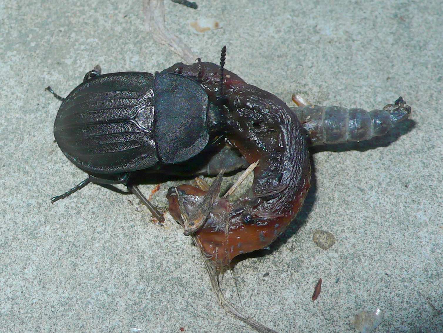 Molluscofago: Silpha carinata
