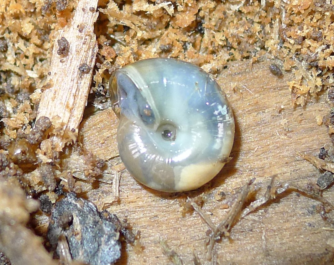 Oxychilus