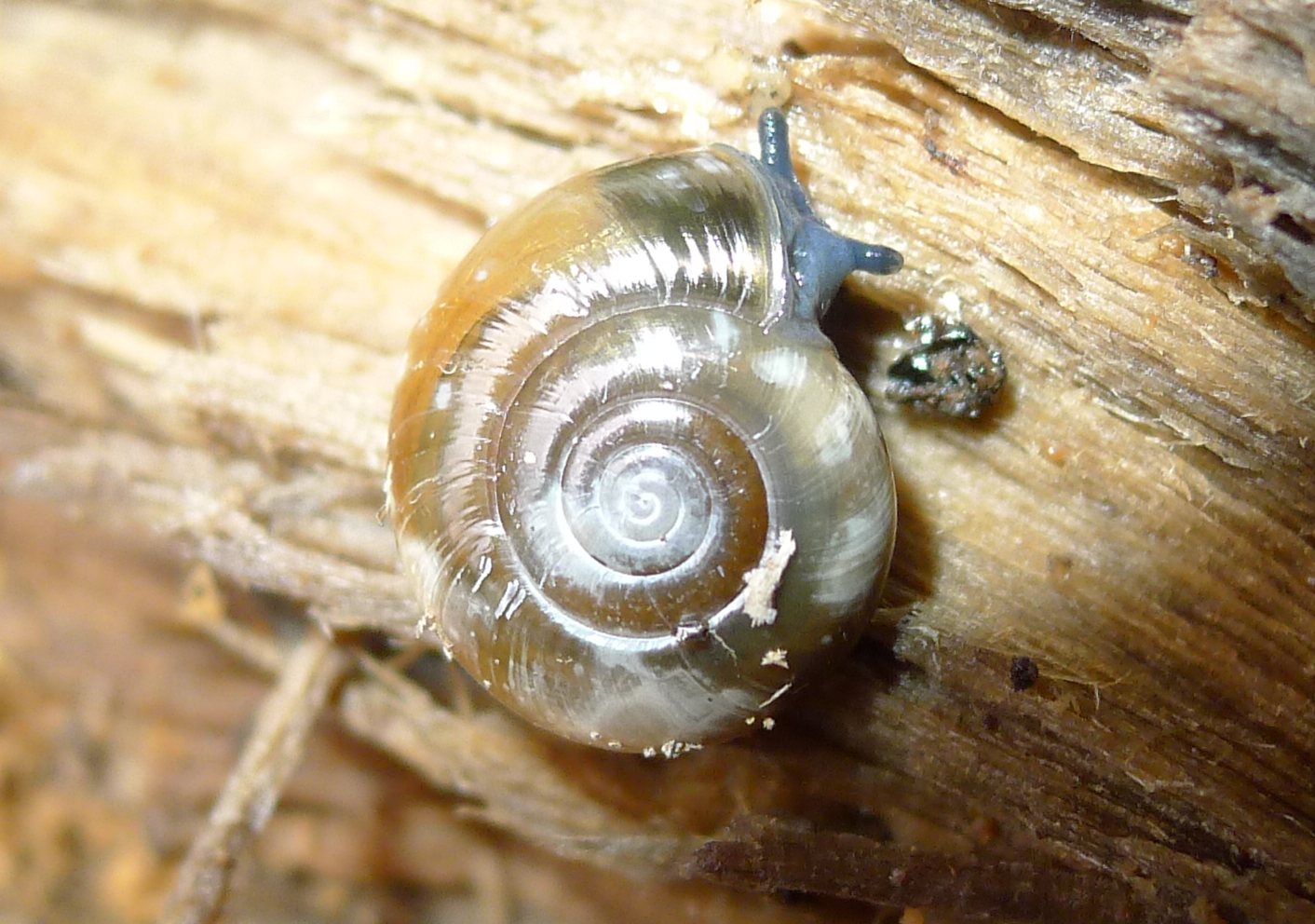 Oxychilus