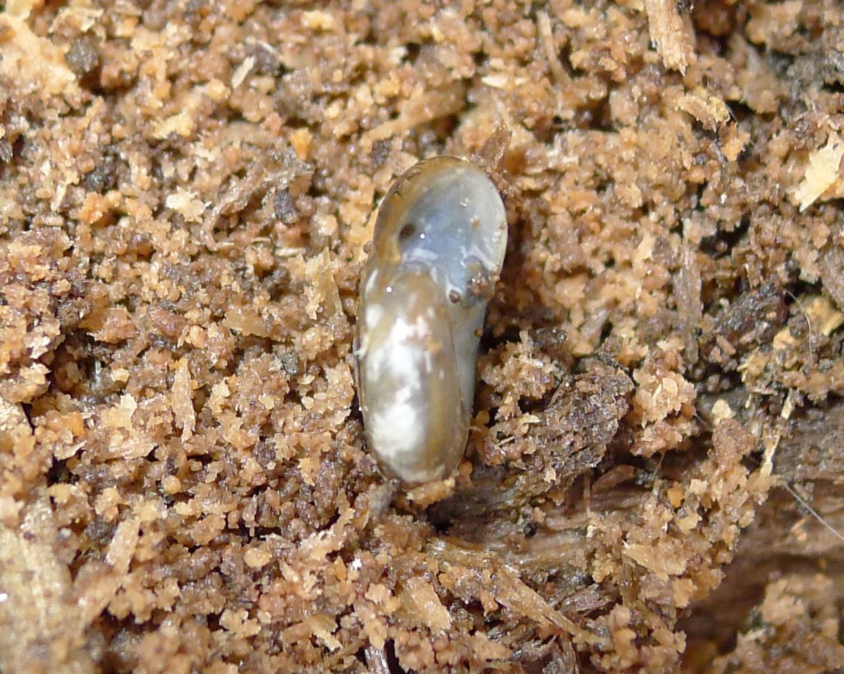 Oxychilus