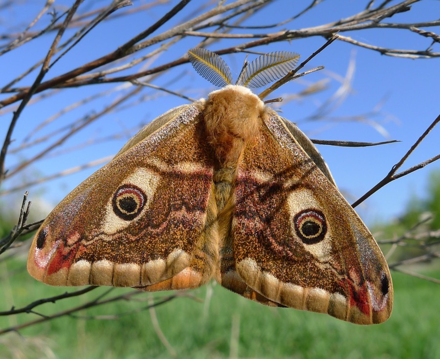 Pavonia o pavoniella?