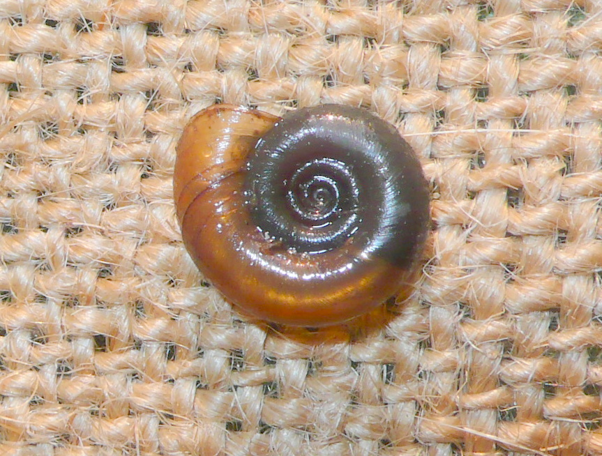 Rognosi planorbidi (chi pi, chi meno)