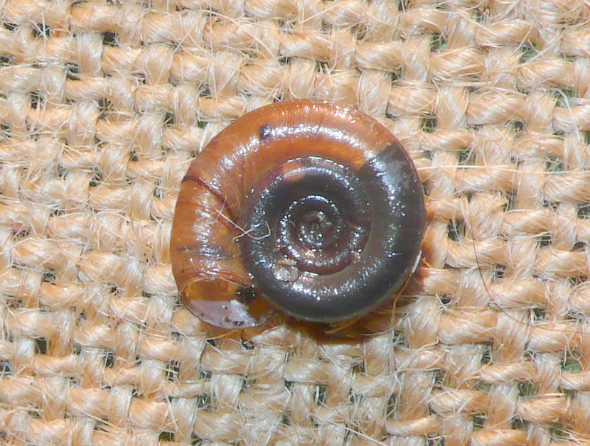 Rognosi planorbidi (chi pi, chi meno)