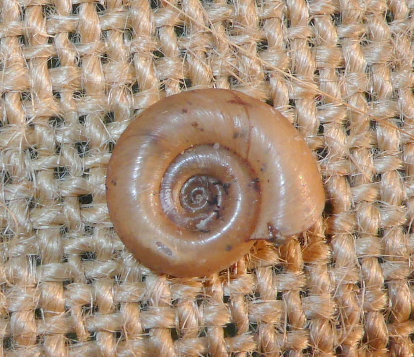 Rognosi planorbidi (chi pi, chi meno)