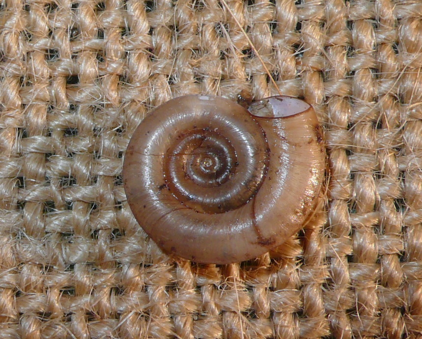 Rognosi planorbidi (chi pi, chi meno)