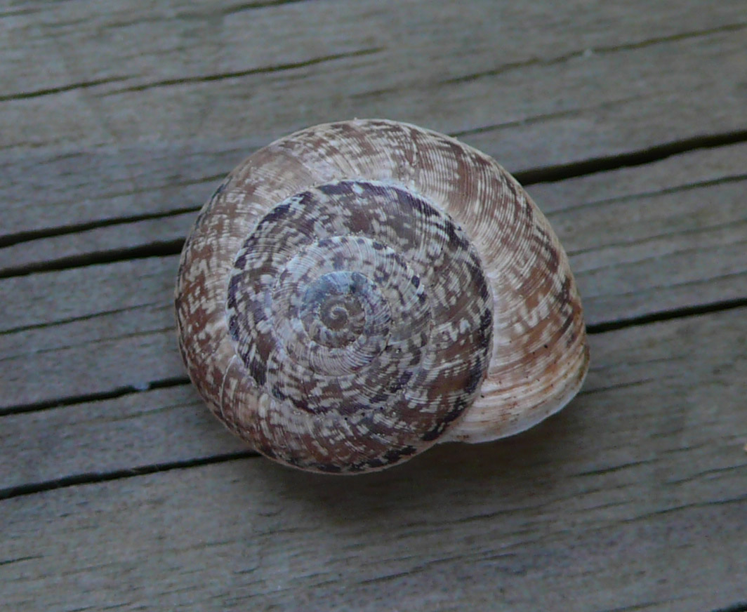 Chioccioline baleariche - Xerocrassa ebusitana