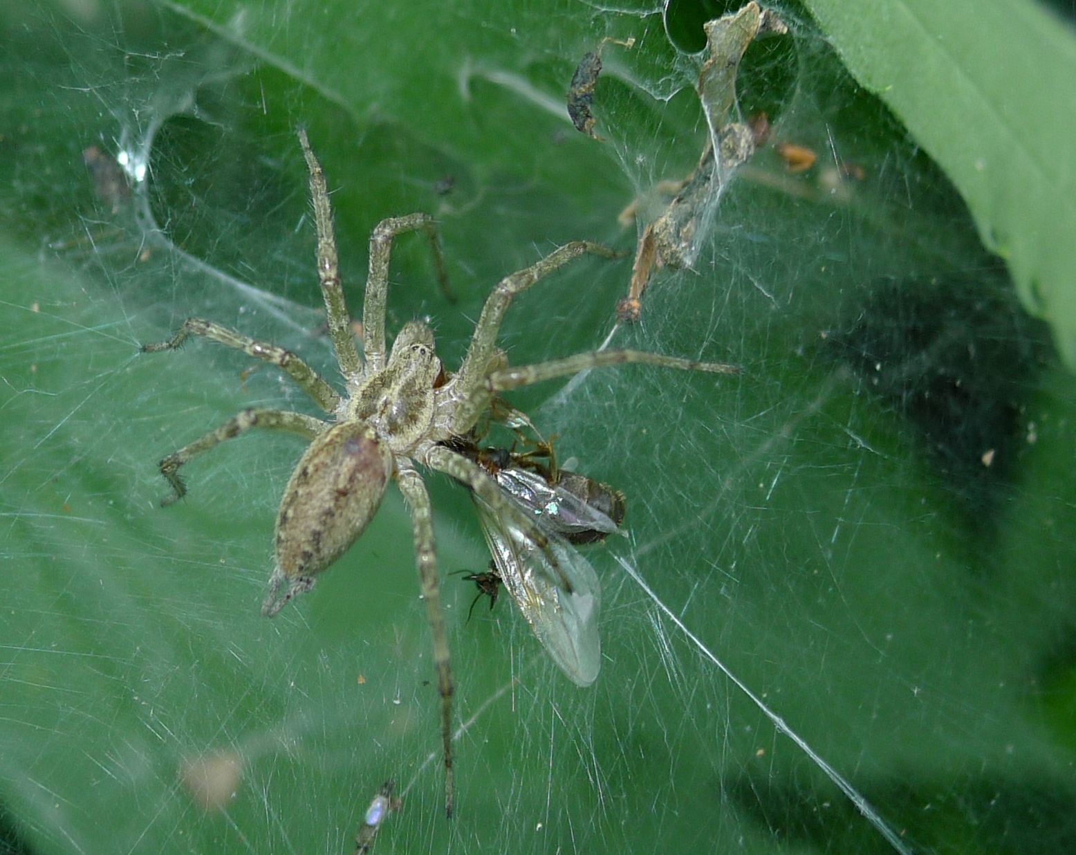 Allagelena gracilens