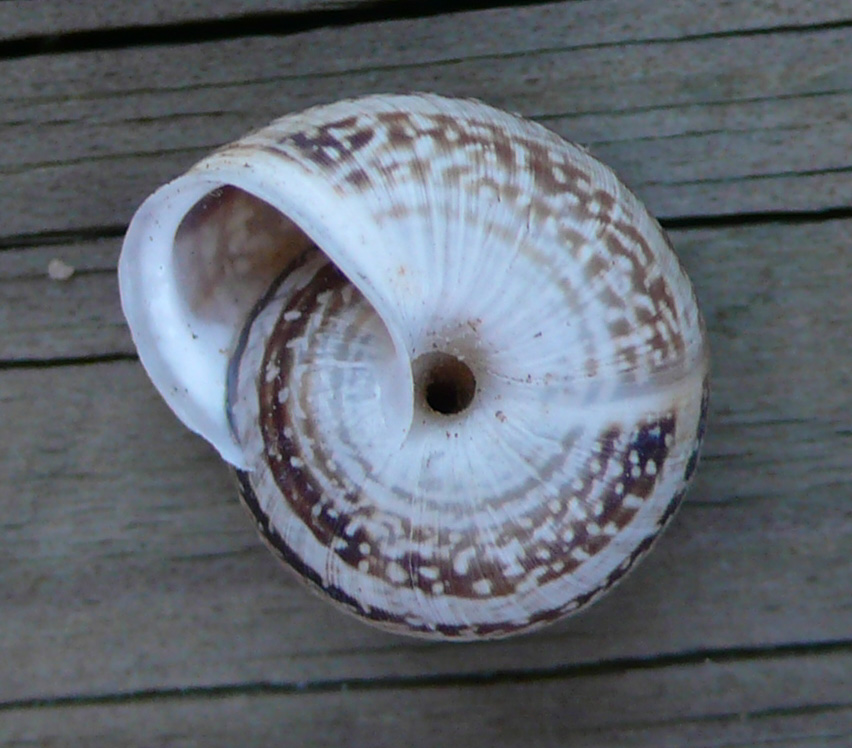 Chioccioline baleariche - Xerocrassa ebusitana