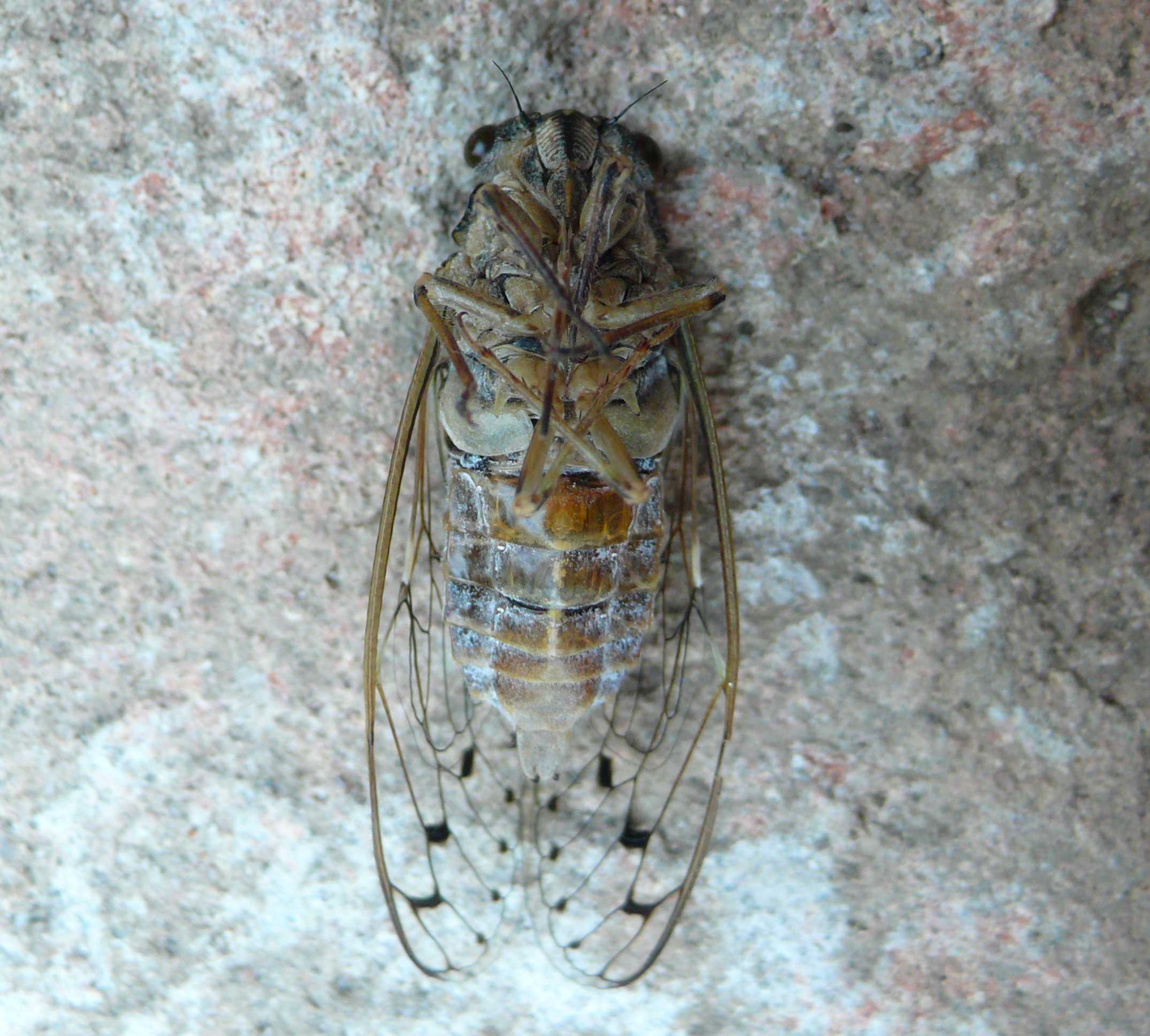 Esuvie in giardino - Cicada orni