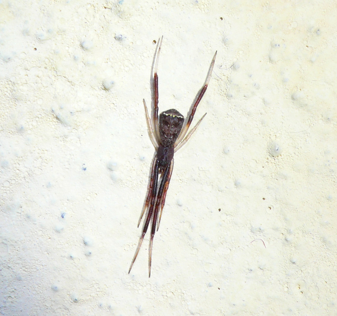 Episinus sp.