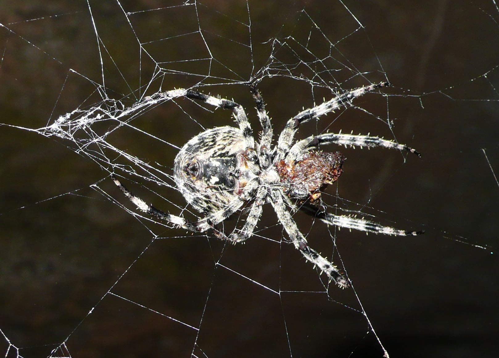 Araneus sp.
