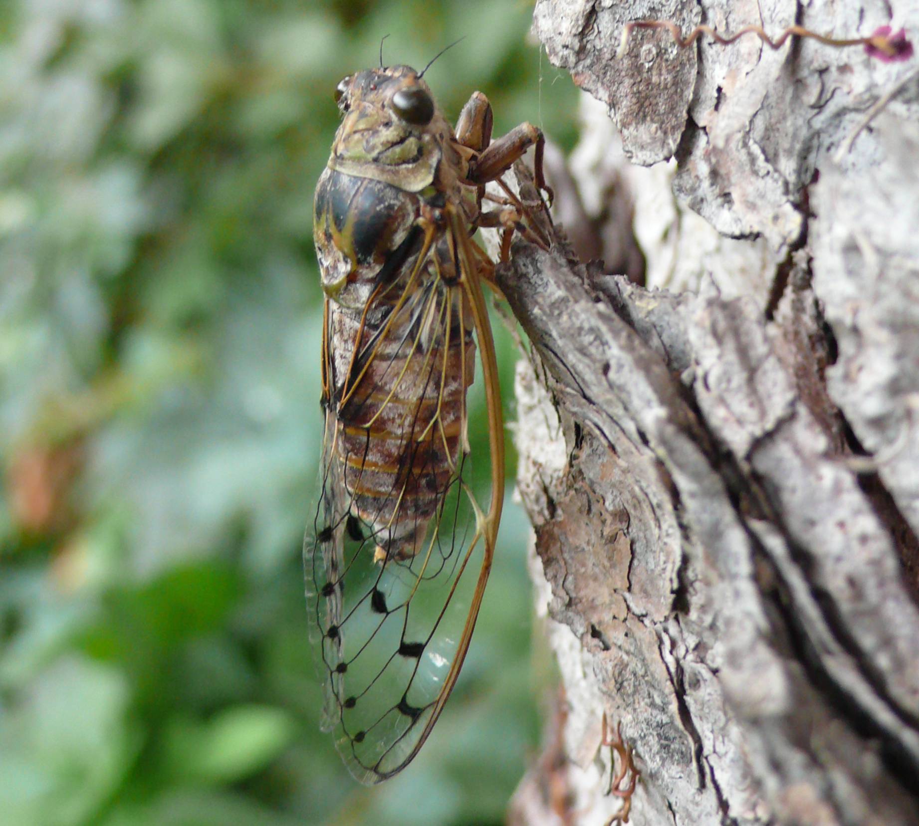 Esuvie in giardino - Cicada orni
