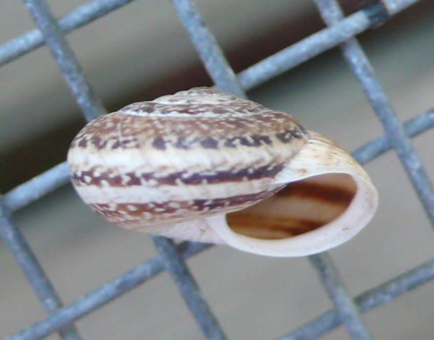 Chioccioline baleariche - Xerocrassa ebusitana