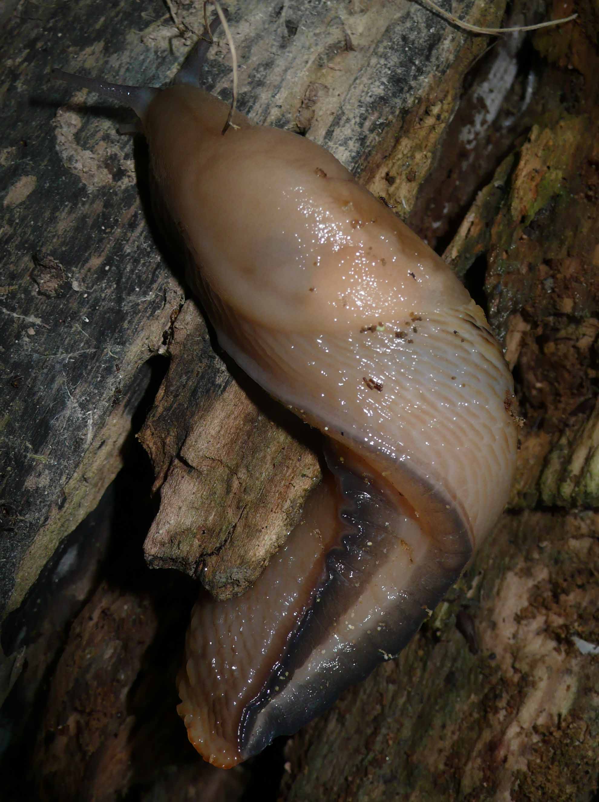 Limax aldrovandi Moquin-Tandon 1855 e Limax dacampi da Cremona