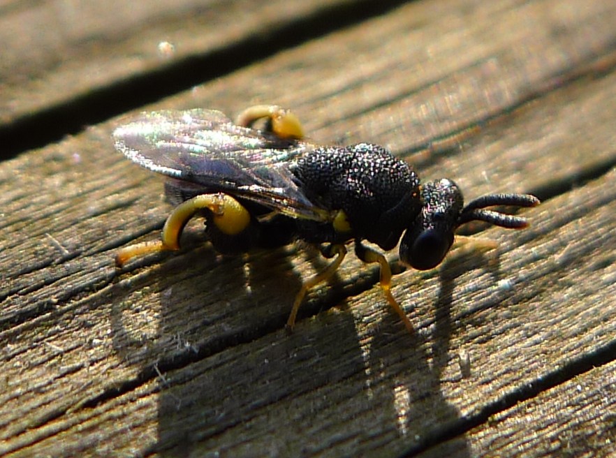 Brachymeria cf. tibialis (Chalcididae)