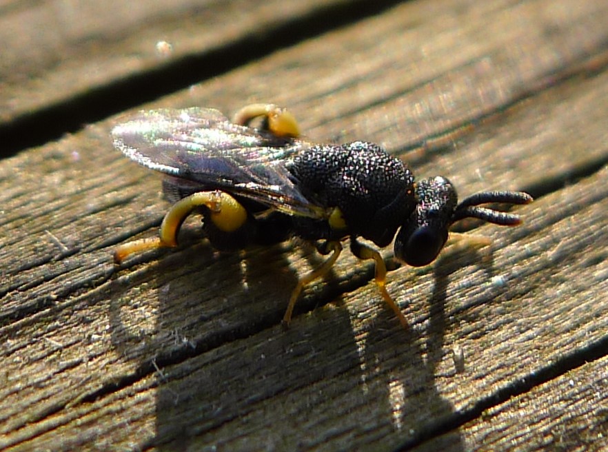 Brachymeria cf. tibialis (Chalcididae)