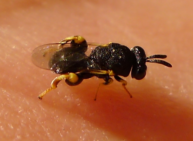 Brachymeria cf. tibialis (Chalcididae)