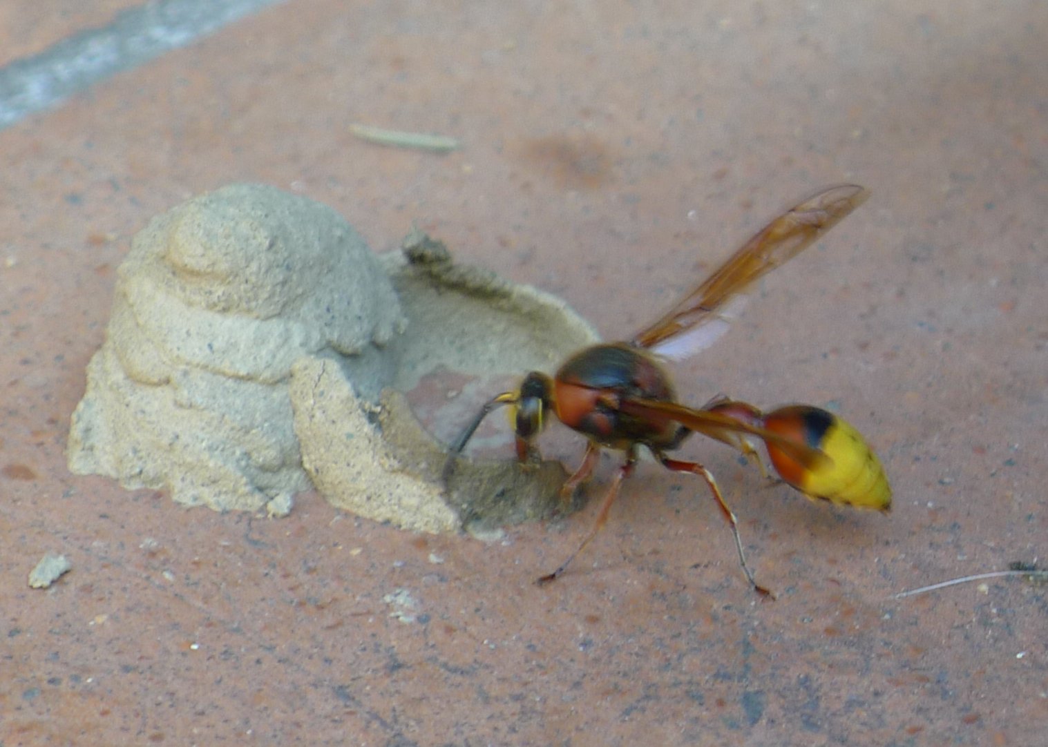 Vespidae Eumeninae: Delta unguiculatum con nido e larva.