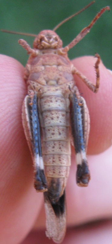 Cavalletta da Identificare