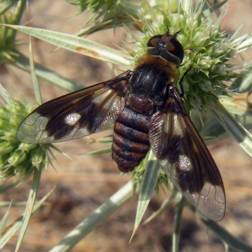 Spagna: La regione  de Monegros, paradiso entomologico