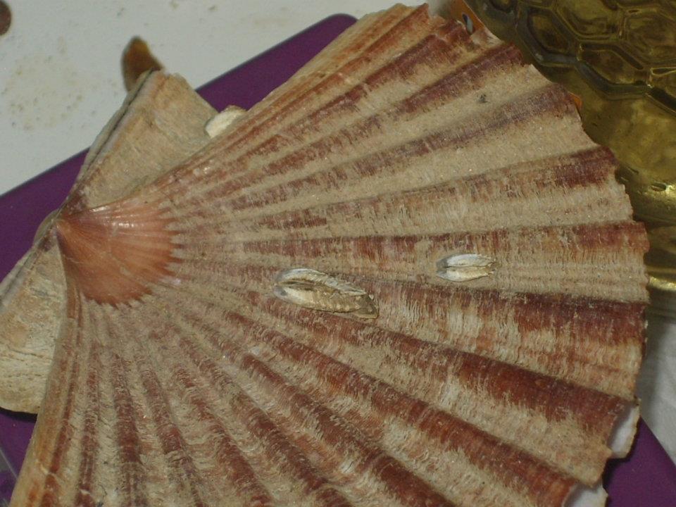 Identificazione??