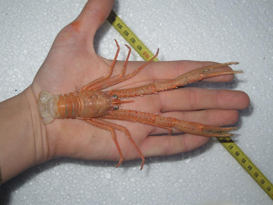 Munida rugosa