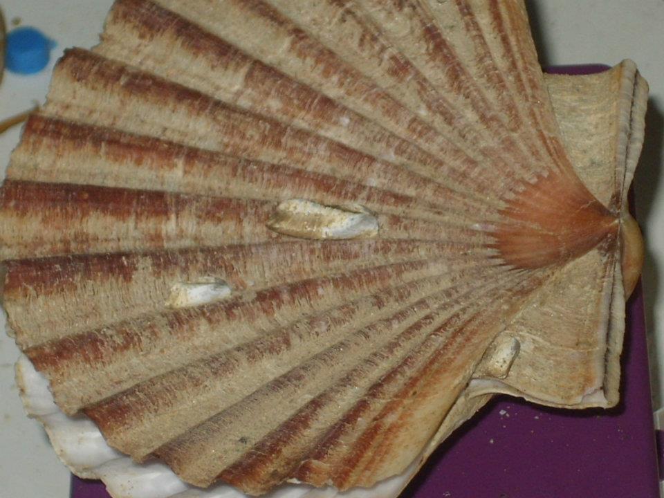 Identificazione??