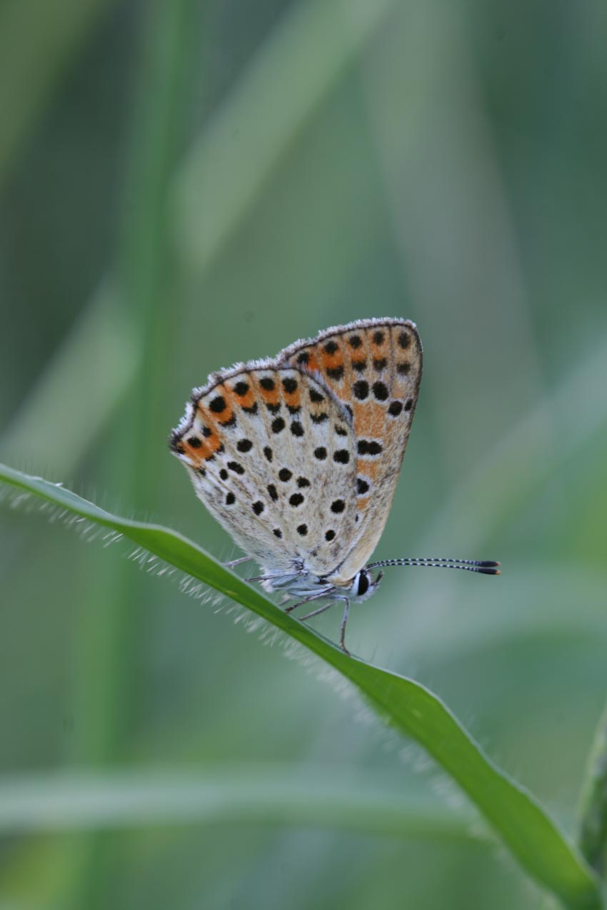 licenide da Riconoscere - Lycaena tityrus