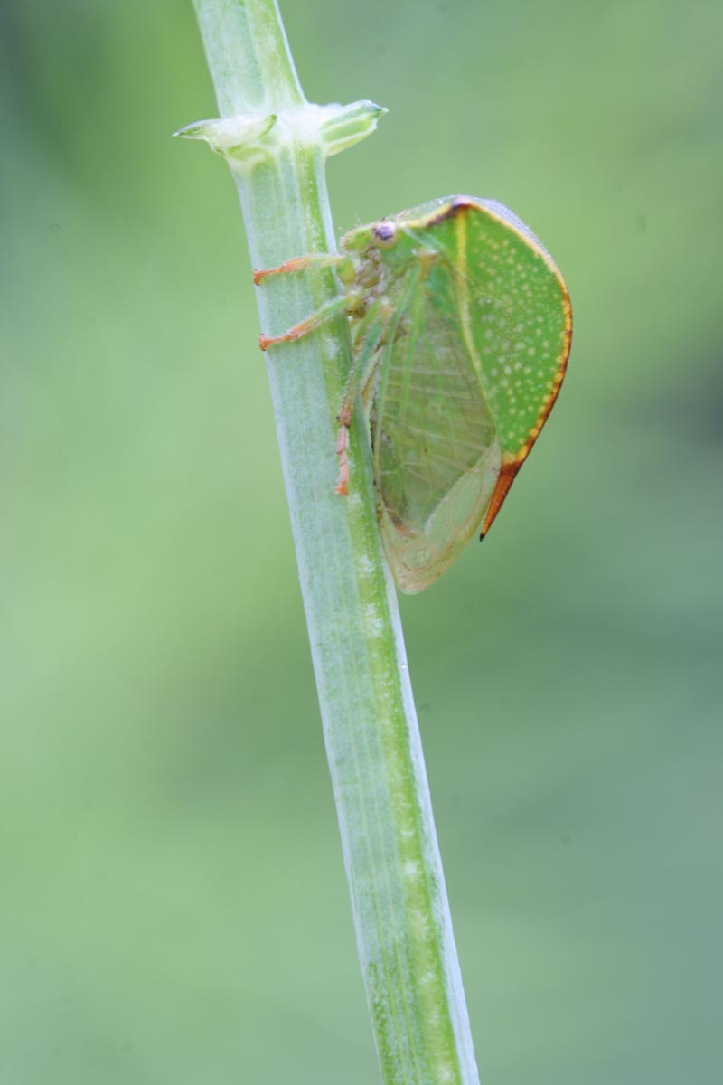 identificazione Insetto verde: Membracide; S. bisonia