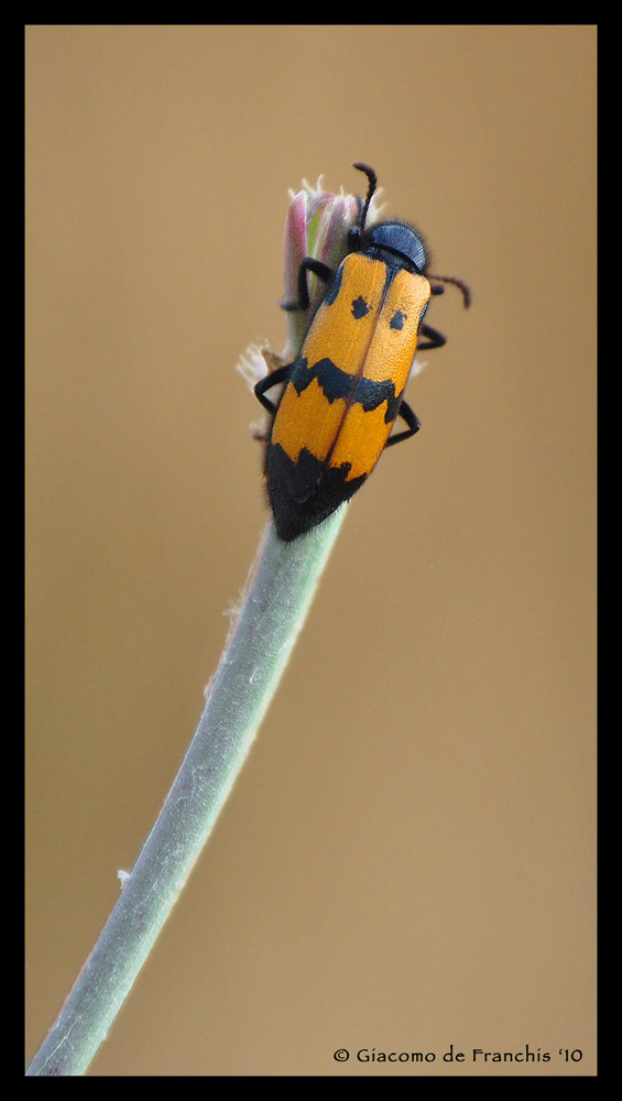 Mylabris variabilis