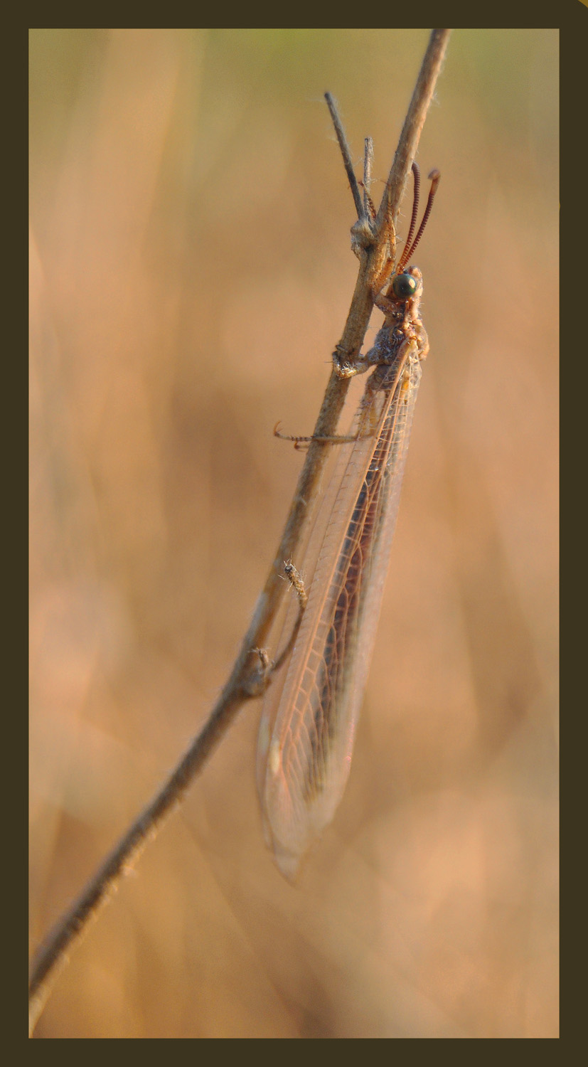 Creoleon lugdunensis (femmina)