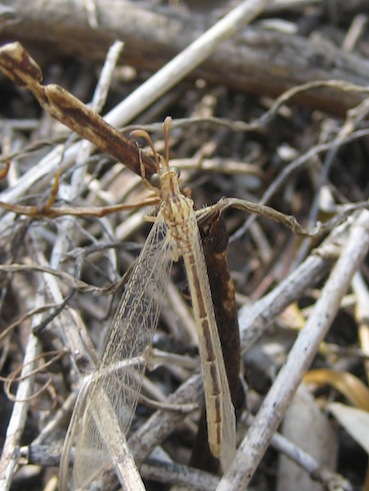 Macronemurus appendiculatus femmina.