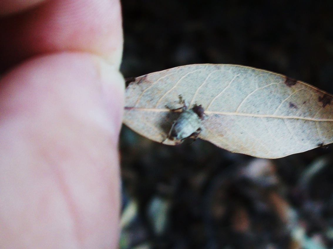 Curculio sp.(?)