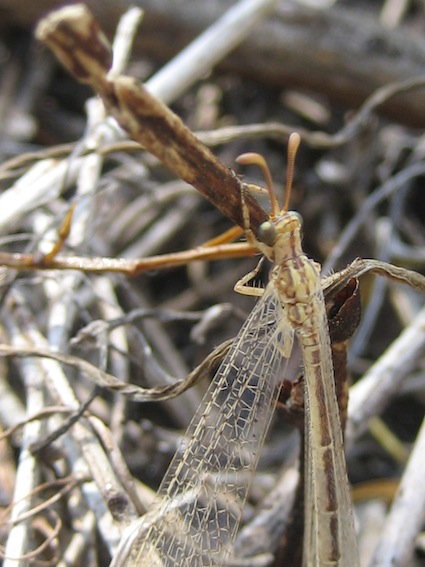 Macronemurus appendiculatus femmina.