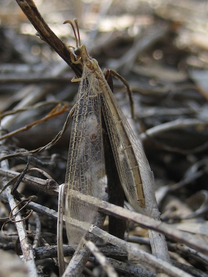 Macronemurus appendiculatus femmina.